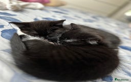 Domestic Shorthair cats for sale: ✨ Black & White Kittens Ready for Their New Home ✨ - Image 10