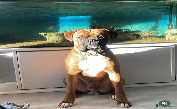 Boxer dogs - Advert 1