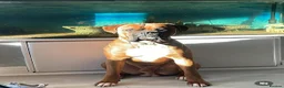 Boxer dogs for stud: 🐶Tony🐶 Boxer for stud  - Advert 1