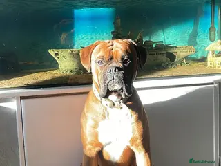 Boxer dogs 🐶Tony🐶 Boxer for stud - Advert 1