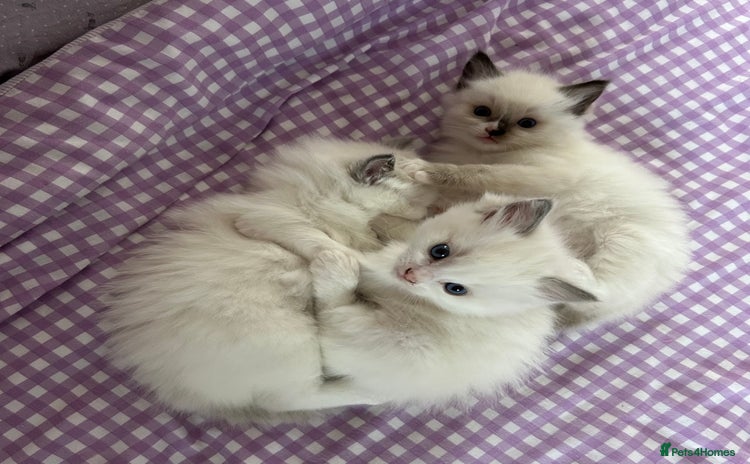 Ragdoll cats - Advert 16