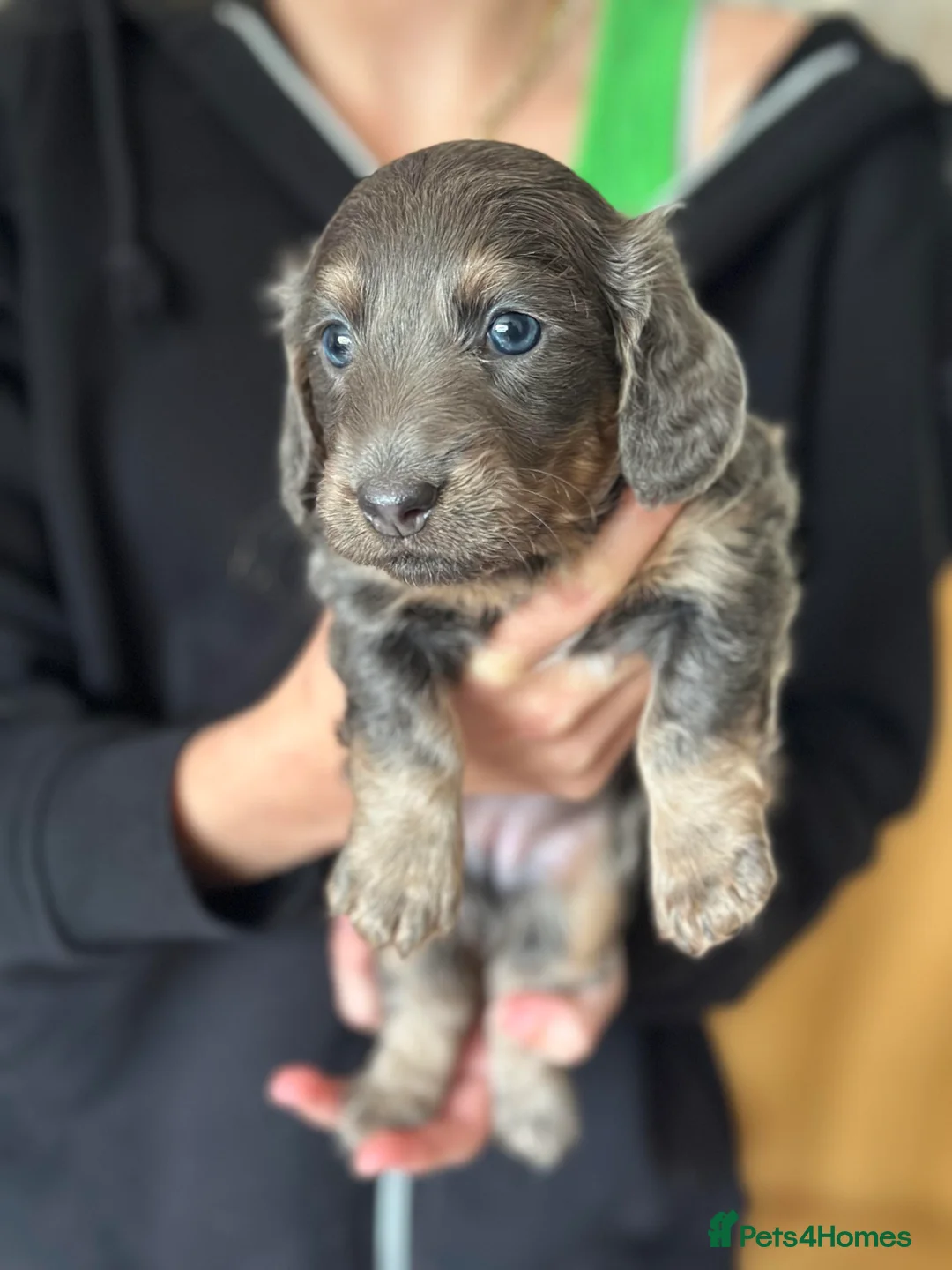 Miniature Dachshund dogs for stud: **RogueRoyales Luxe** PRA Clear Long Hair in Wolverhampton - Advert 16