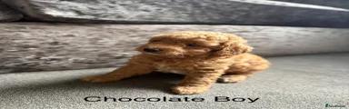 Cockapoo 1