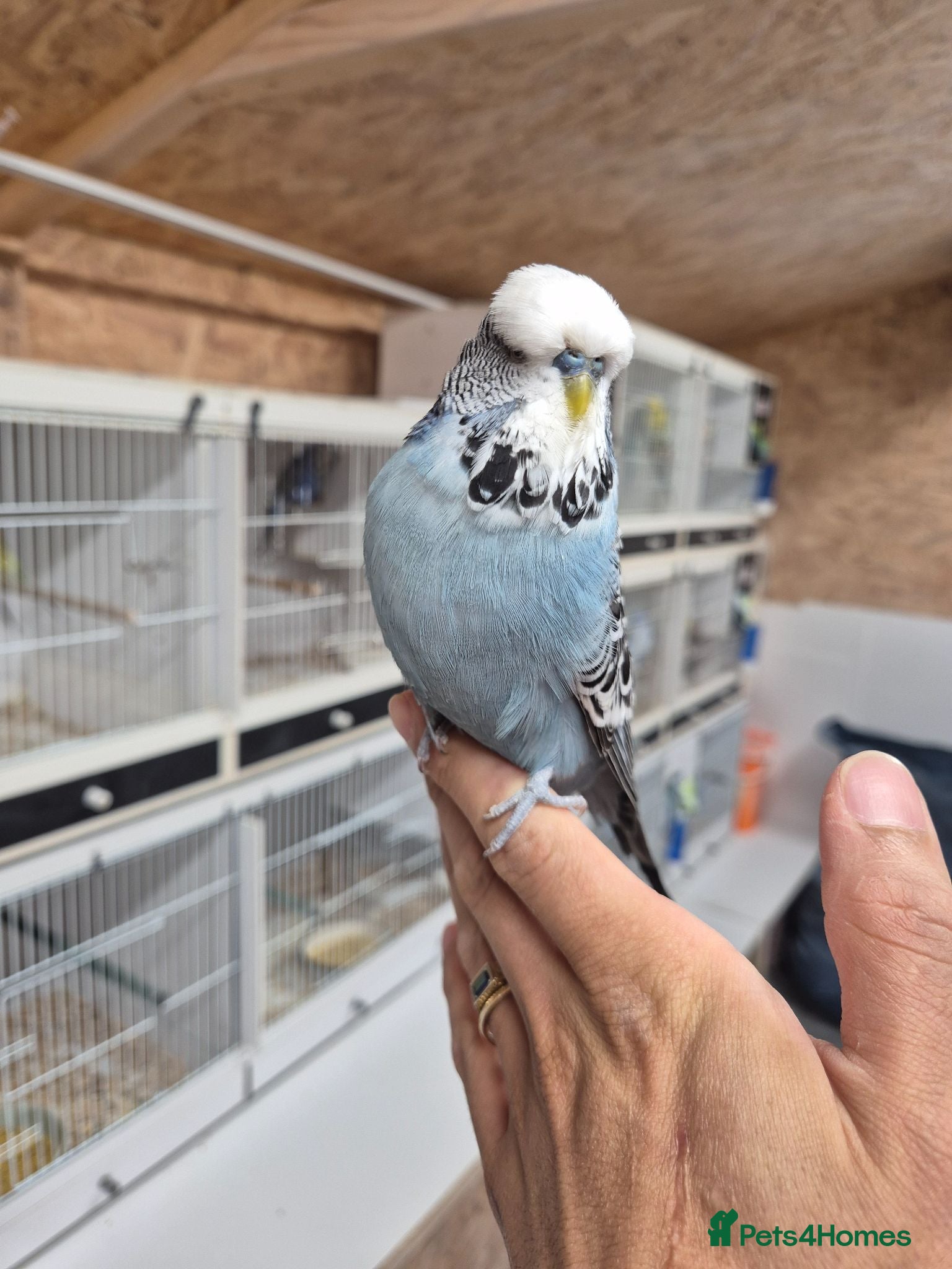 Budgerigars birds Cock Grey Tamed - Advert 2