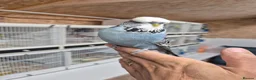 Budgerigars birds for sale: Cock Grey Tamed - Advert 2