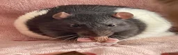 Rat rodents for sale: 5 lovely Rats  - Advert 2