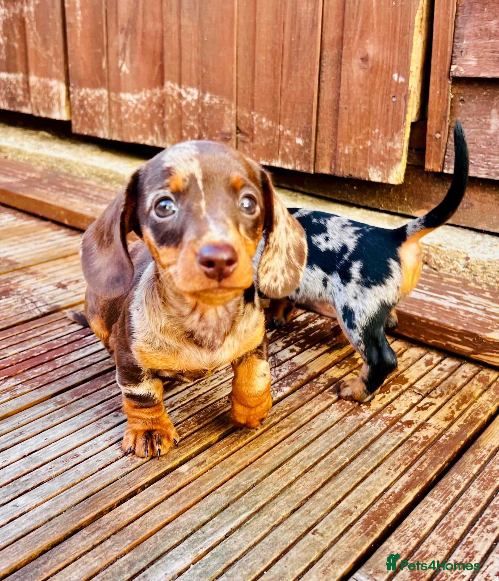 Miniature Dachshund dogs Last girl- Very small smooth miniature daschund  - Advert 1