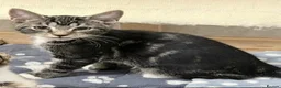 Mixed Breed cats for sale: four gorgeous kittens available to go now  - Advert 4
