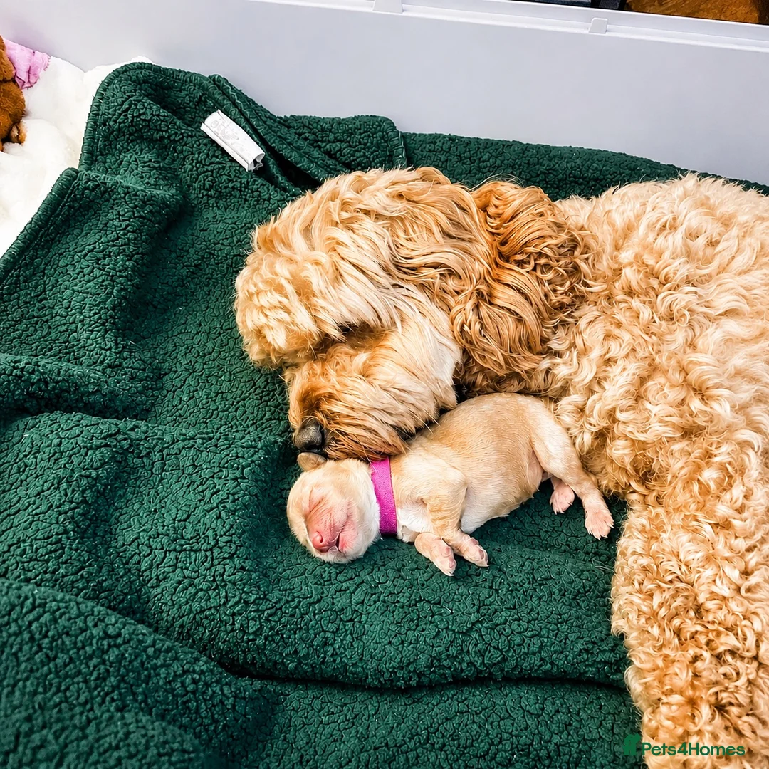 Mixed Breed dogs for sale: Amazing little of cava- cockapoo pups in Warrington - Advert 1