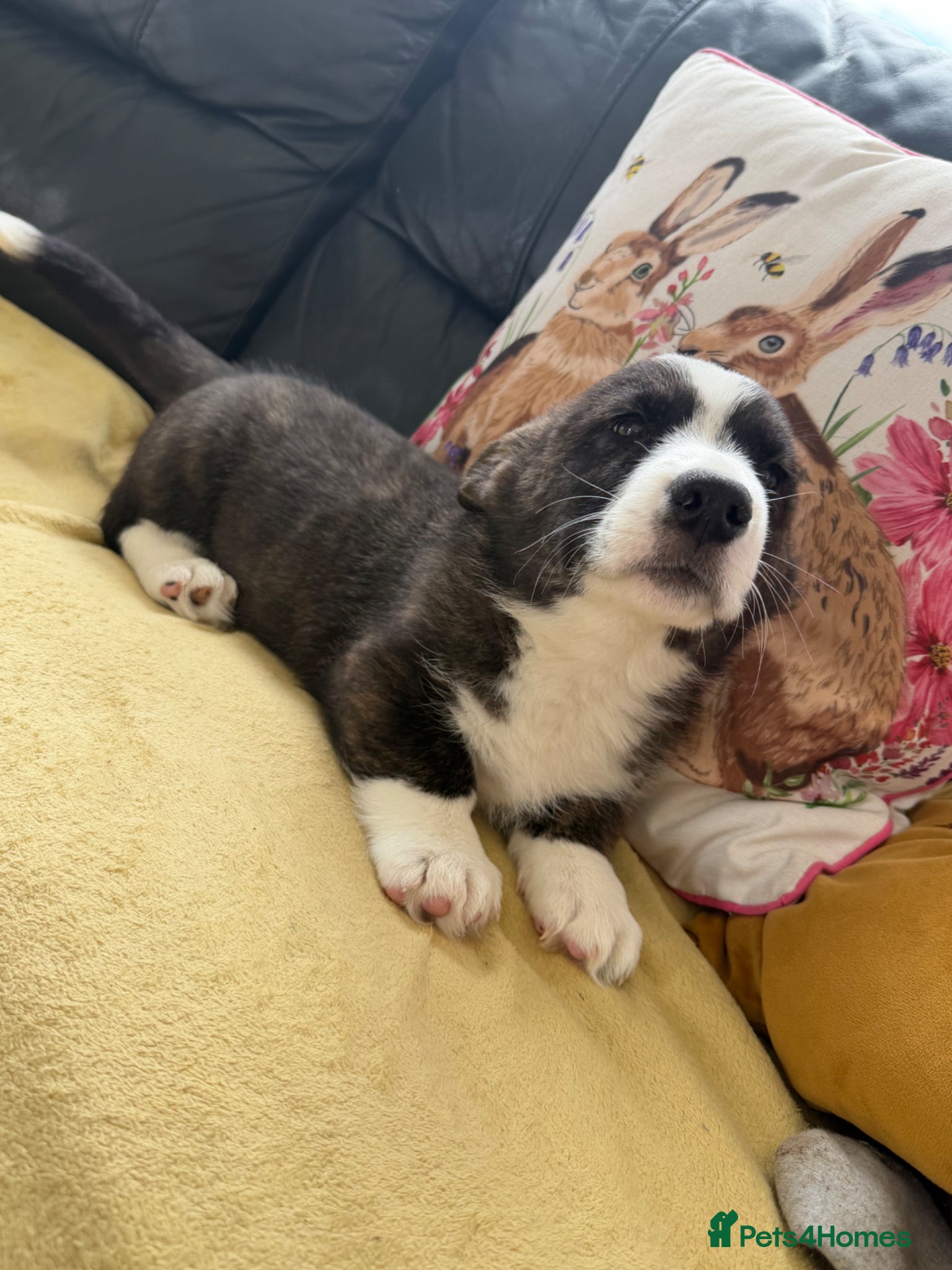 Welsh Corgi Cardigan dogs Ready now Stunning puppies Welsh cardigans - Advert 1