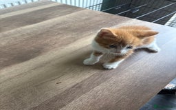 Mixed Breed cats for sale: Adorable fluffy friendly kittens for sale - Image 14