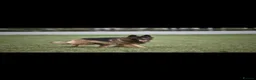German Shepherd dogs for stud: Stunning GSD KC Reg, Health tested Stud in Coalville - Advert 4
