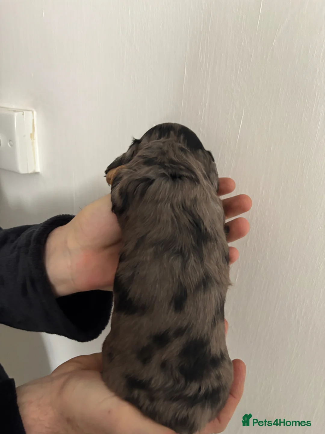 Dachshund dogs for sale: Dapple Miniature Dachshund - Advert 7