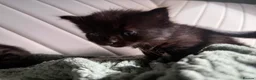 Mixed Breed cats for sale: 4 kittens looking for new home  - Advert 10