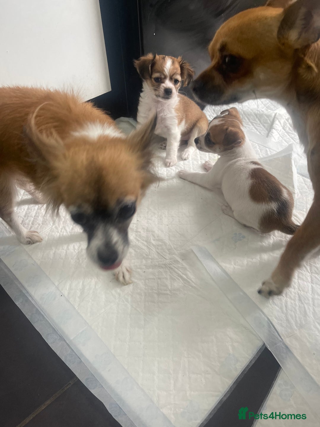 Chihuahua dogs for sale: 2 adorable chihuahua  - Image 2