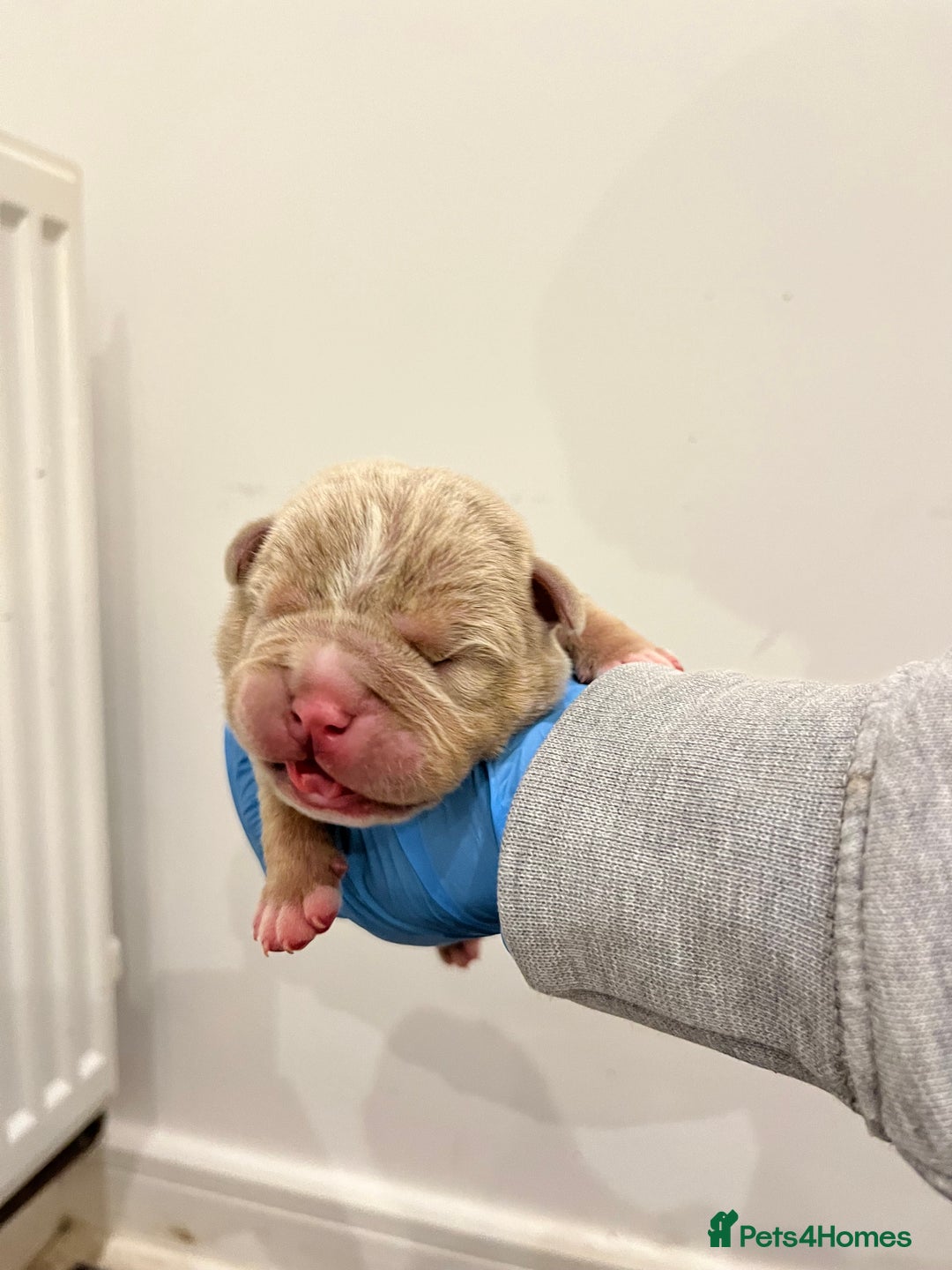 American Bully dogs for sale: BEAUTIFUL pocket bullies  - Advert 3