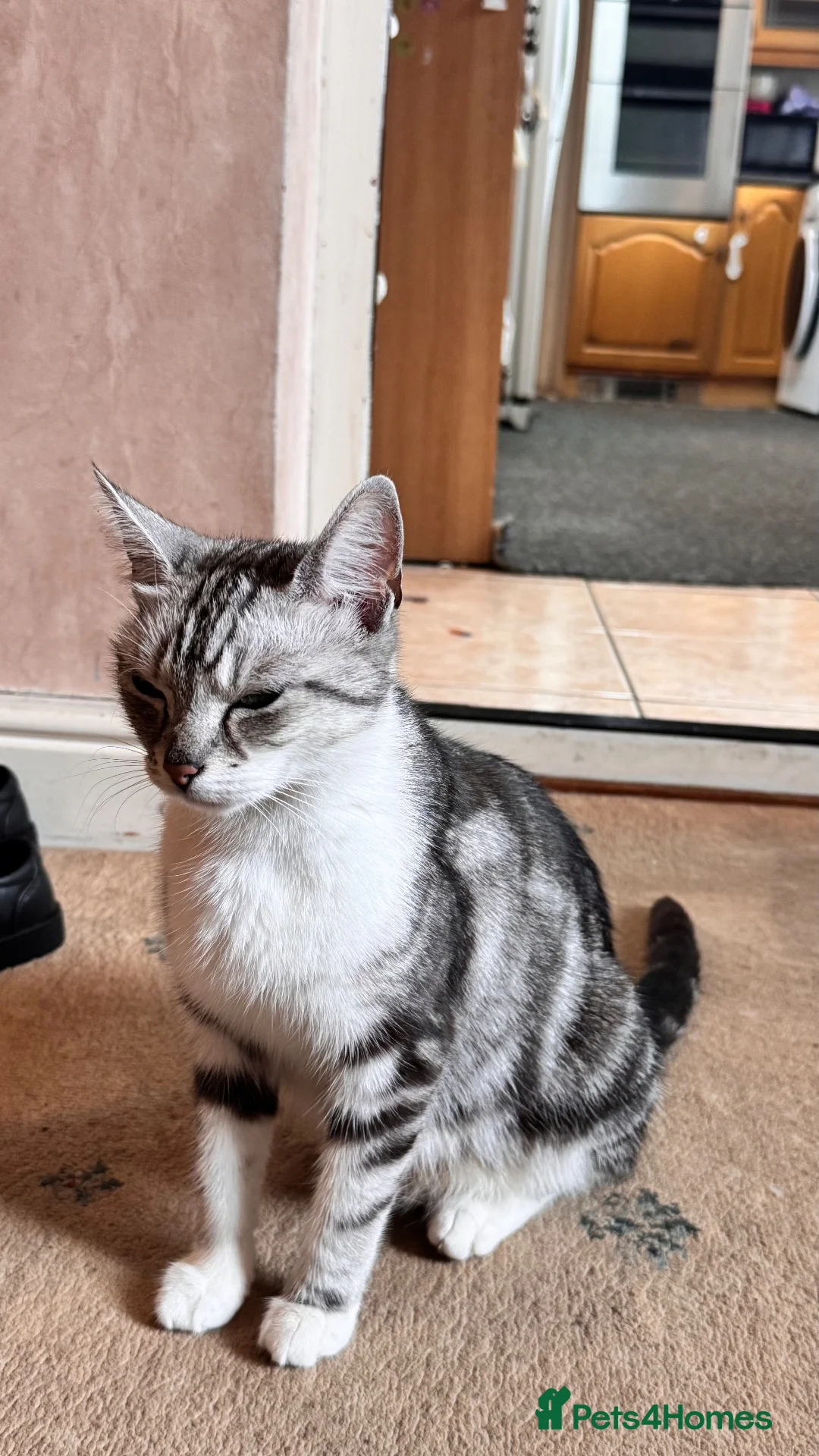 Mixed Breed cats for sale: British shorthair tabby mom - Advert 1