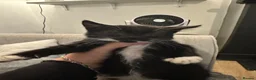 British Shorthair cats for sale: Cute fluffy black and white kittens  - Advert 6