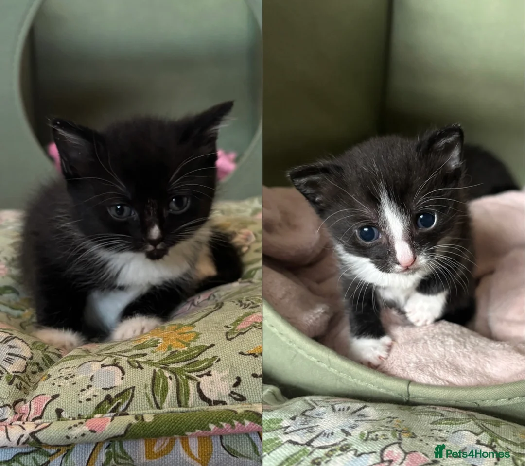 Mixed Breed cats for sale: 2 gorgeous kittens - Advert 1