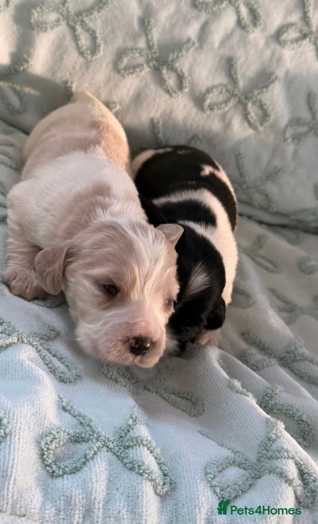Cockerdor dogs for sale: Stunning show cocker spaniel cross Labrador puppys - Advert 3