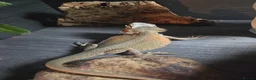 Bearded Dragon reptiles for sale: Hypo Whitblit and enclosure for sale £250 - Advert 5