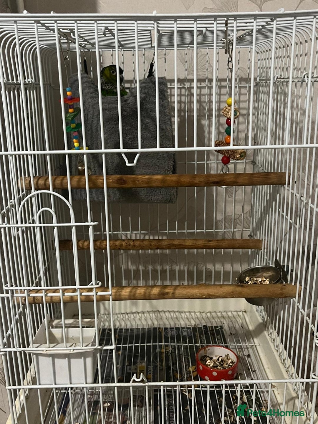 Conures birds for sale: Black cap conure handreared - Advert 3