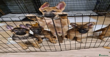 German Shepherd dogs - Advert 15
