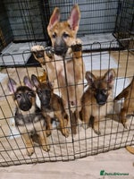 German Shepherd dogs - Advert 15