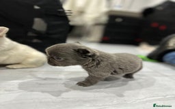 French Bulldog dogs for sale: Beautiful French bulldogs  - Advert 13