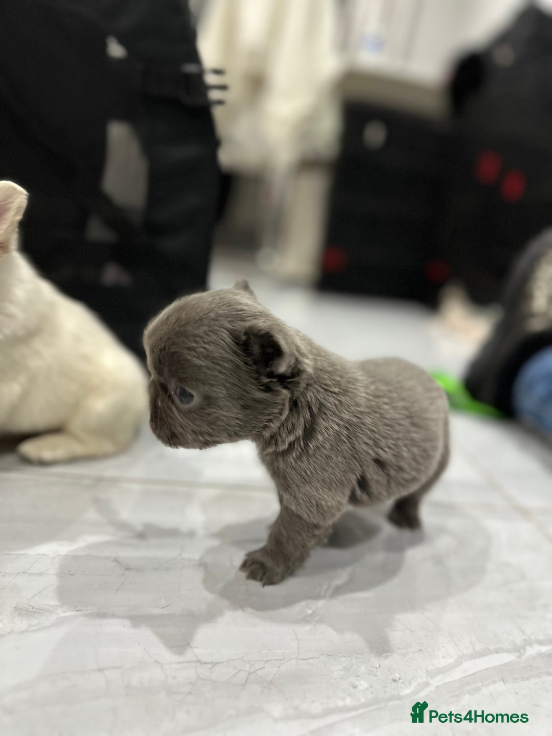 French Bulldog dogs for sale: Beautiful French bulldogs  - Advert 13