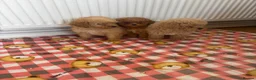 Toy Poodle dogs for sale: minature poodle pups available  in Uckfield - Advert 1