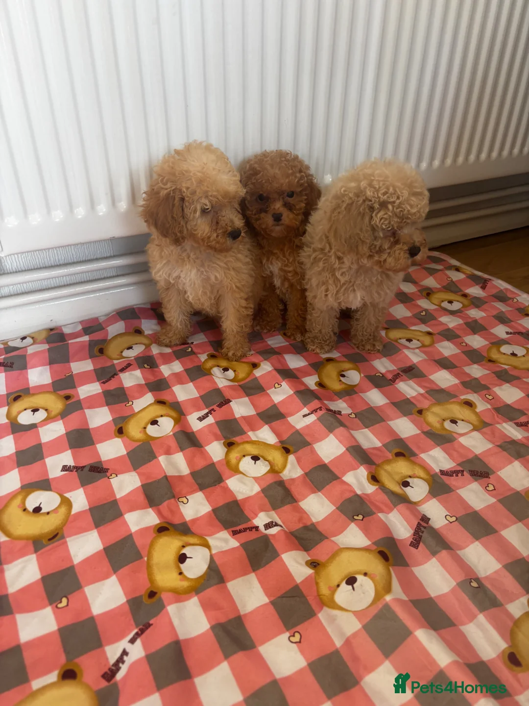 Toy Poodle dogs for sale: minature poodle pups available  in Uckfield - Advert 1