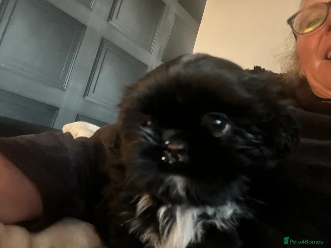 Shih Tzu dogs for sale: Delightful Imperial Shihtzu in Dronfield - Advert 2