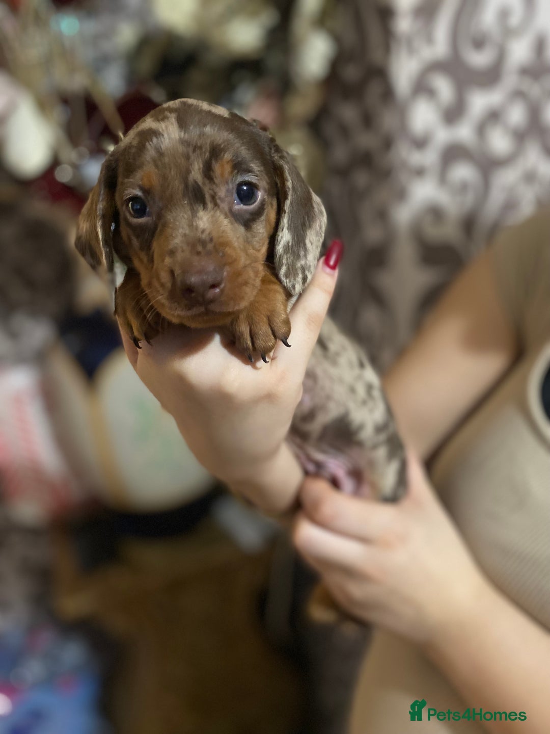 Dachshund dogs for sale: Gorgeous Dachshunds available  - Advert 2