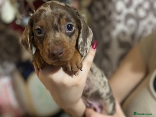 Dachshund dogs Gorgeous miniature Dachshunds available - Advert 9