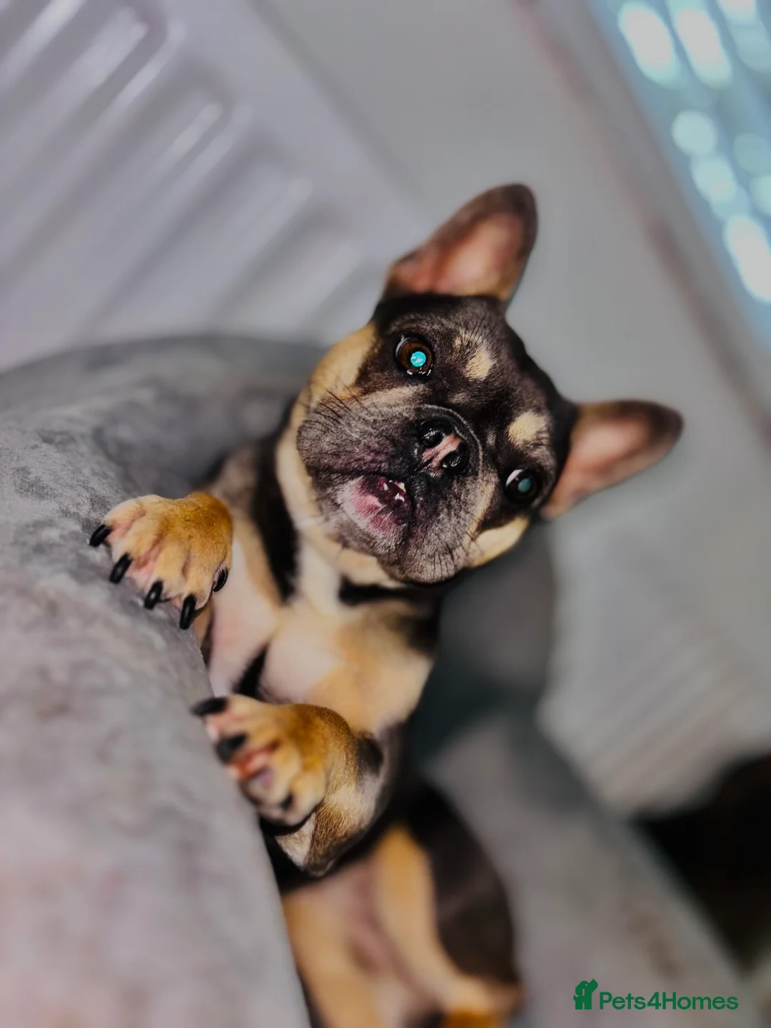 French Bulldog dogs for sale: French Bulldog 1 year old female  - Advert 4