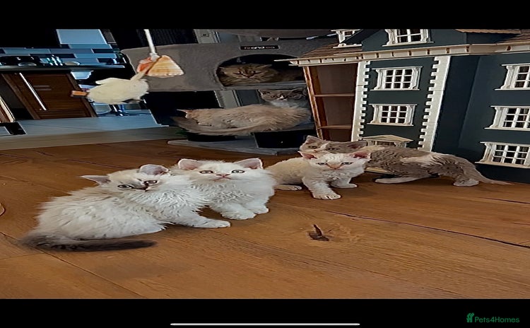 Selkirk Rex cats - Advert 14