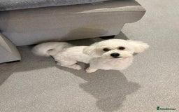 Bichon Frise dogs for sale: Beautiful Bichon Puppy - Image 3