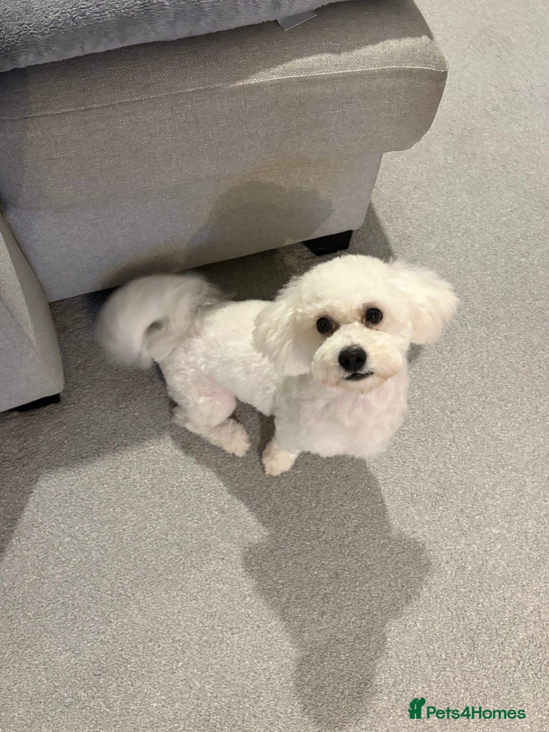 Bichon Frise dogs for sale: Beautiful Bichon Puppy - Image 3