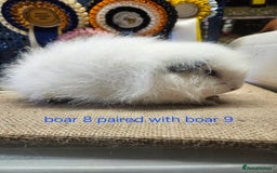 Guinea Pig rodents for sale: Beautiful rare swiss and smooth boys and girls - Image 12
