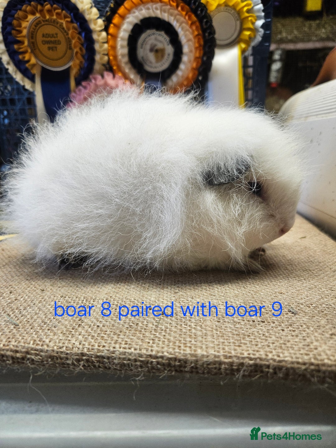 Guinea Pig rodents for sale: Beautiful rare swiss and smooth boys and girls - Image 12