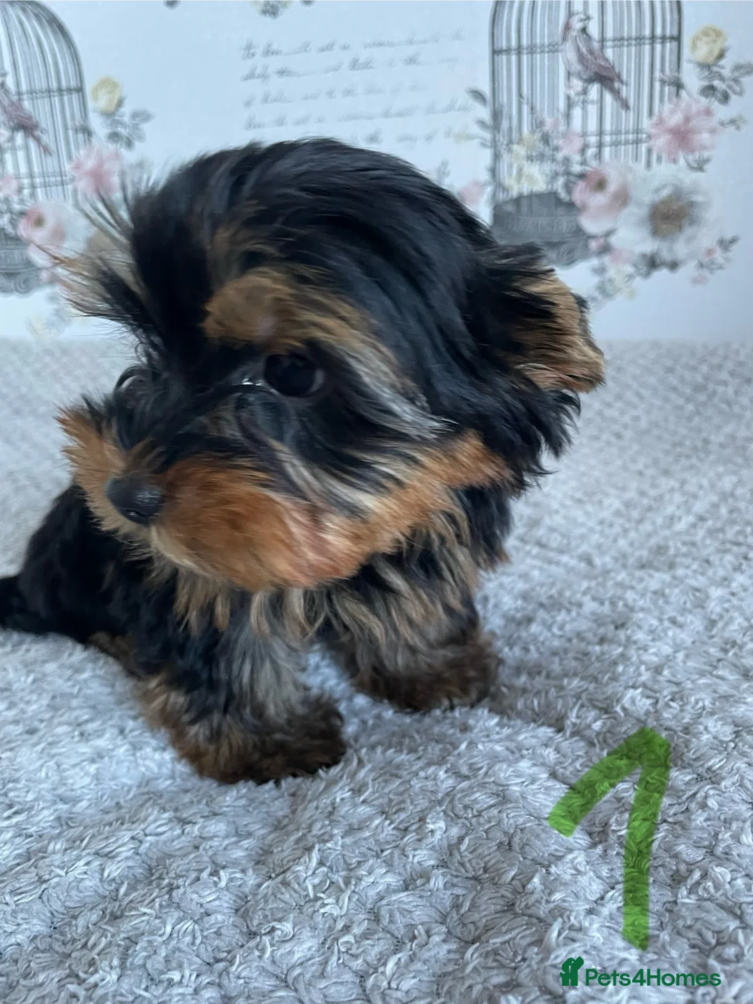 Yorkshire Terrier dogs for sale: Yorkshire Terrier puppies  - Advert 29