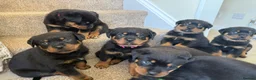 Rottweiler dogs for stud: Rottweiler STUD - Advert 2