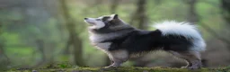 Pomsky dogs for stud: F3 Stud silver/white, 6.8kg, ready soon - Advert 5