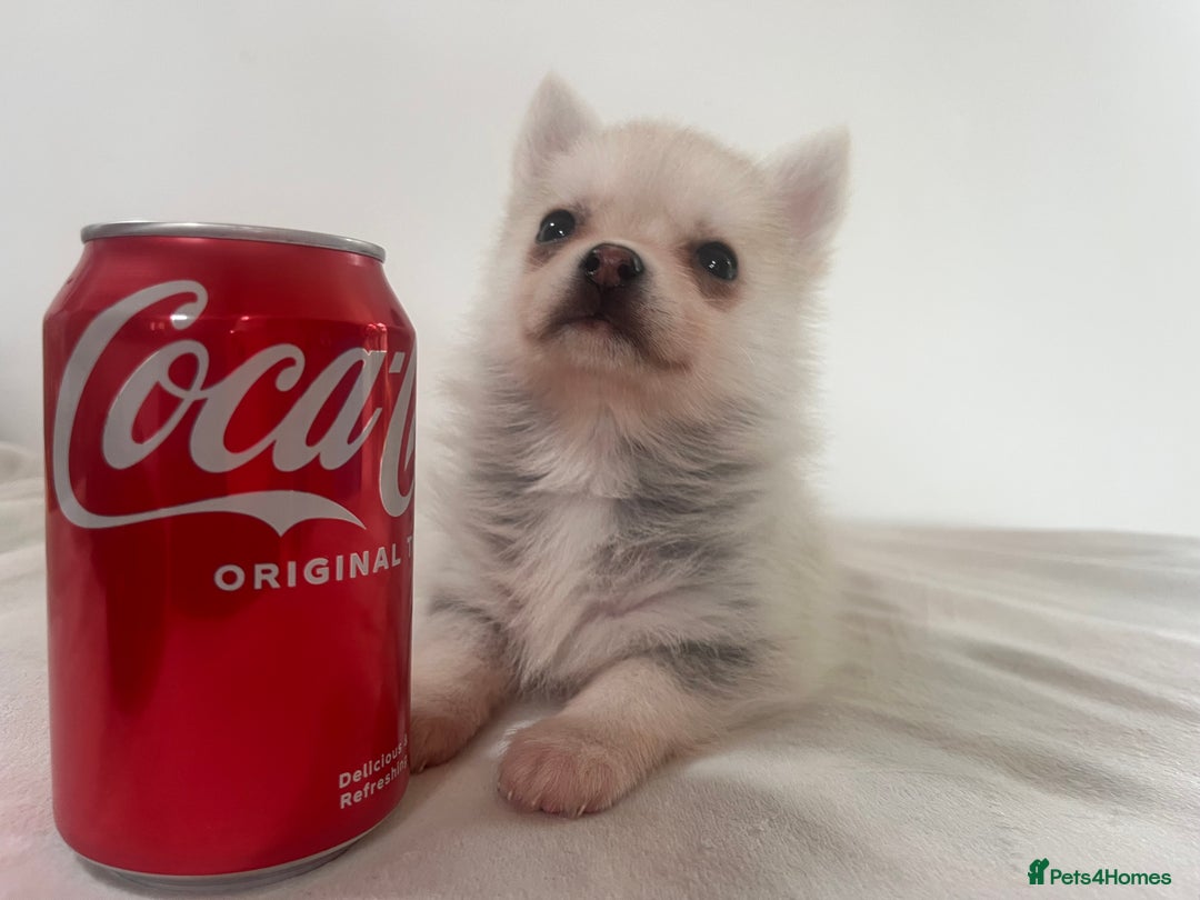 Pomsky dogs for sale: Honey I shrunk the Husky 😂 Genuine Toy size pomsk - Image 14