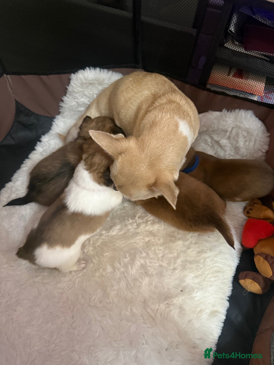 Chihuahua dogs for sale: Chiuahua Puppies - Advert 11