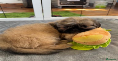 Mixed Breed dogs - Advert 11