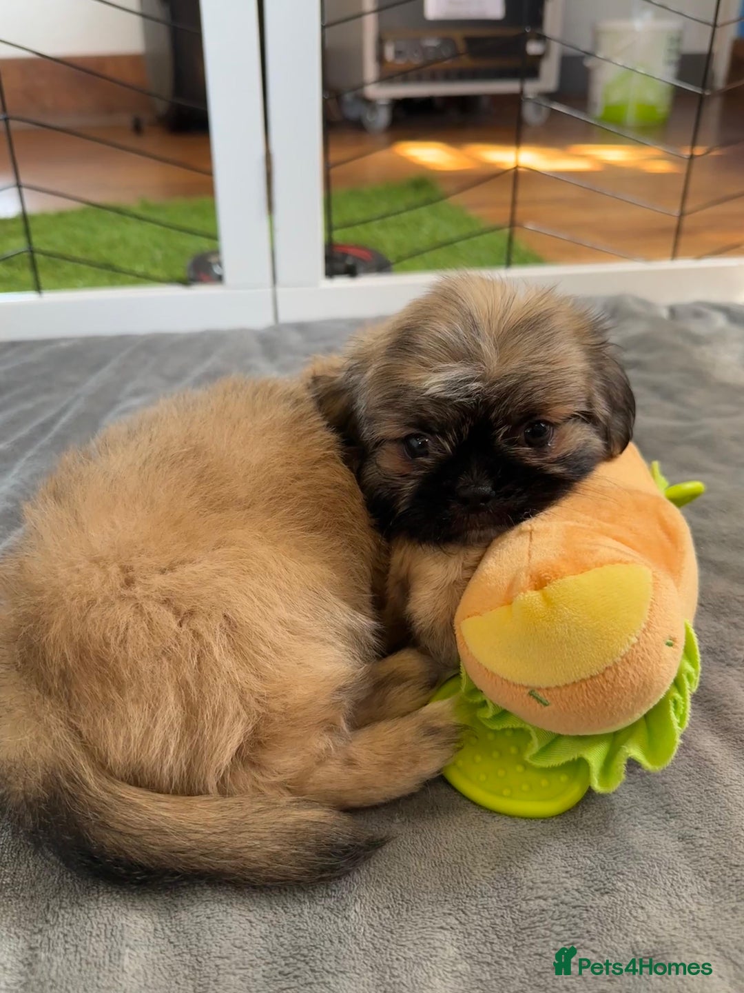 Mixed Breed dogs for sale: ADORABLE LITTER OF SHIH TZU/CHIHUAHUAS - Image 2