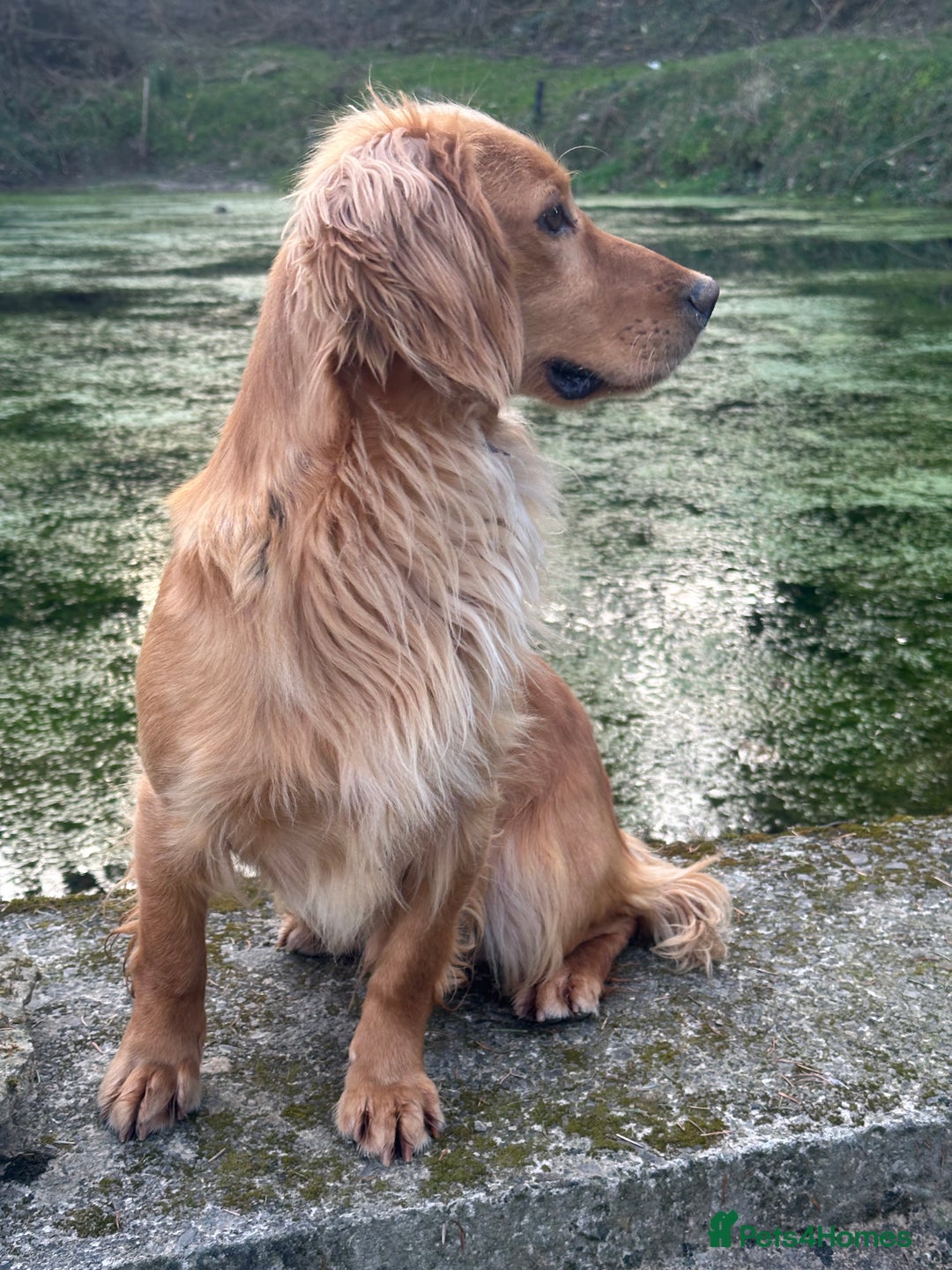 Cocker Spaniel dogs for stud: KC Registered & Health Tested, Fantastic Pedigree in Colwyn Bay - Advert 5