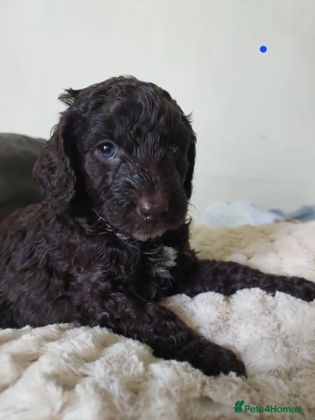 Cockapoo dogs for sale: F1b cockapoo puppies - Advert 11